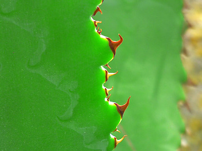 아가베 보비코르누타 사진 - Agave bovicornuta Photos