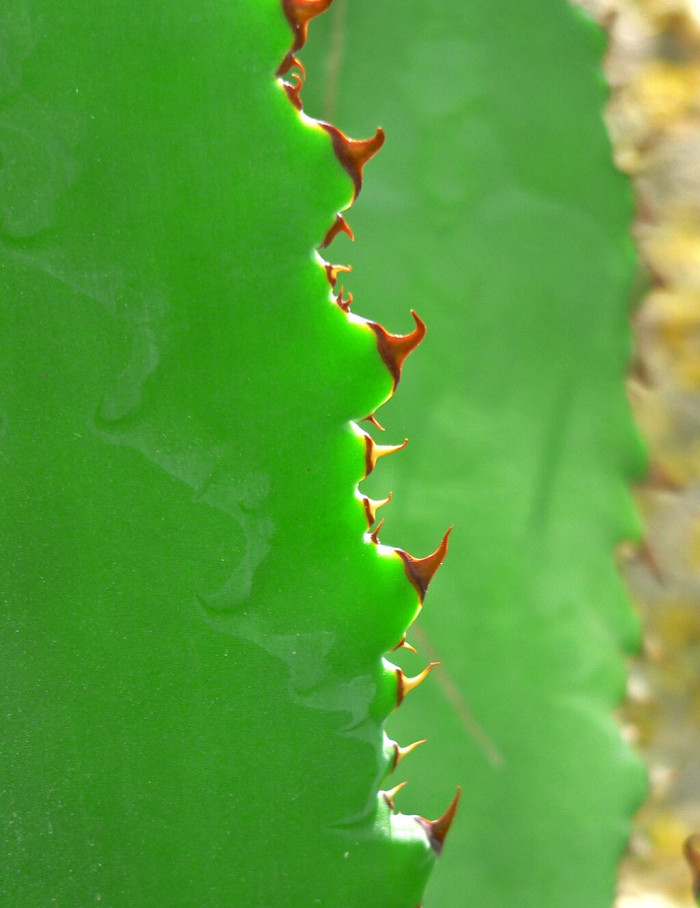 아가베 보비코르누타 - Agave bovicornuta
