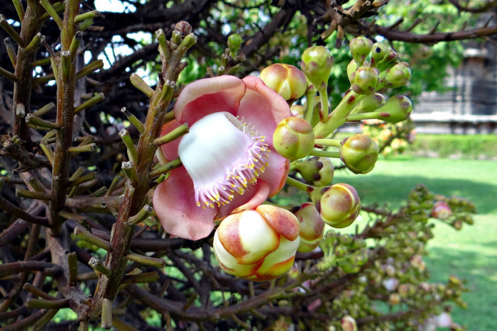 캐논볼 트리 - Cannonball tree, Couroupita guianensis