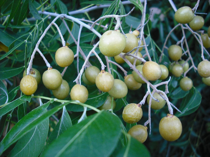 무환자나무 - Sapindus mukorossi Gaertn.