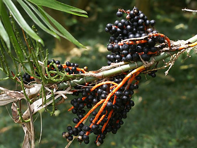 대나무야자 사진 - Chamaedorea seifrizii Burret Photos