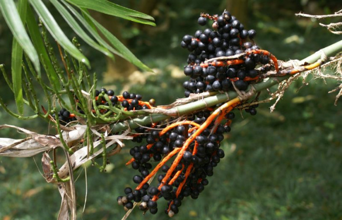 대나무야자 - Reed palm, Bamboo palm, Chamaedorea seifrizii Burret