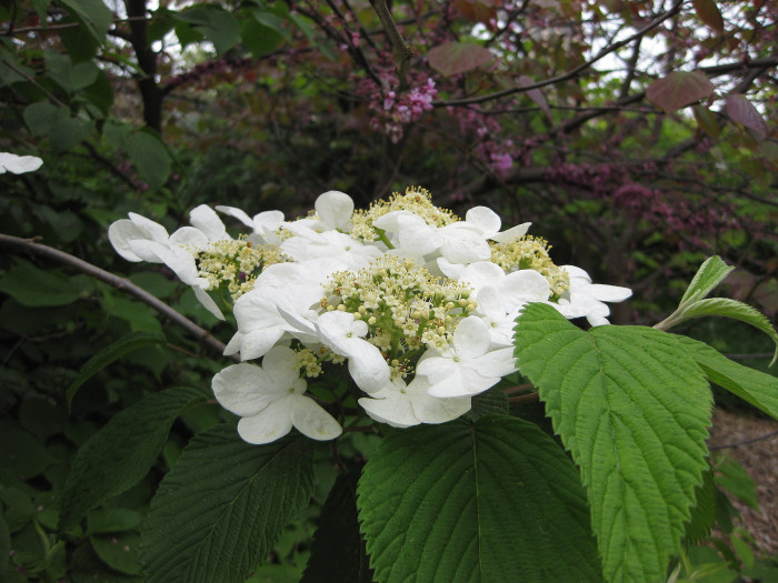 설구화 - Japanese Snowball, Viburnum plicatum