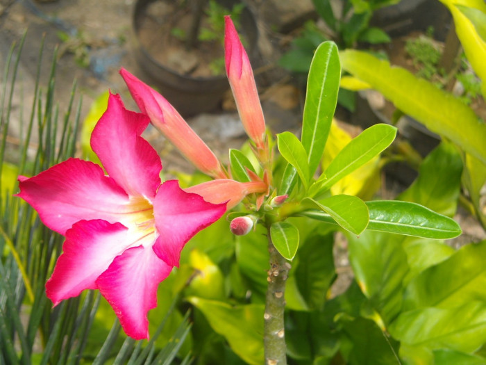 석화 - Adenium obesm, Adenium