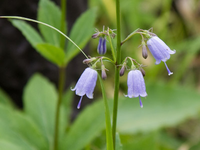 잔대 사진 - Adenophra triphylla var. tetraphylla Photos