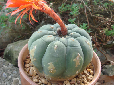 기선옥 사진 - Matucana madisoniorum (Hutchison) G. D. Rowley Photos