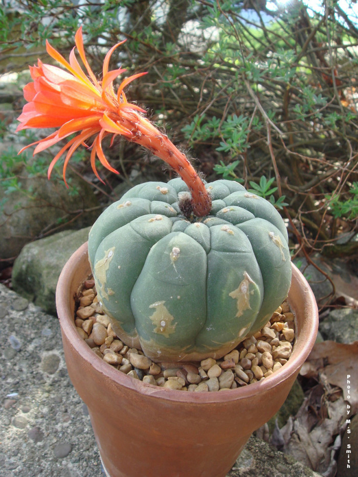 기선옥 - Matucana madisoniorum (Hutchison) G. D. Rowley