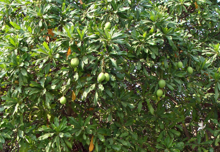 세르베라 오돌람 - Chiute, Chatthankai, Grey Milkwood, Sea Mango, Pong Pong Tree, Cerbera odollam