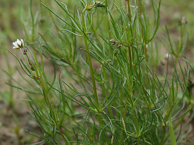 들개미자리 사진 - Spergula arvensis L. Photos
