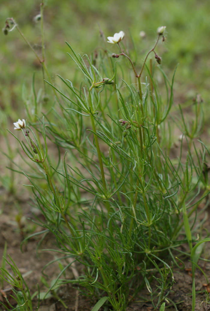 들개미자리 - Spergula arvensis L.