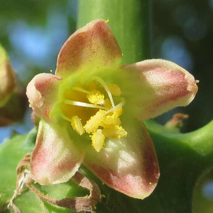 카사바 - Cassava, Manihot esculenta