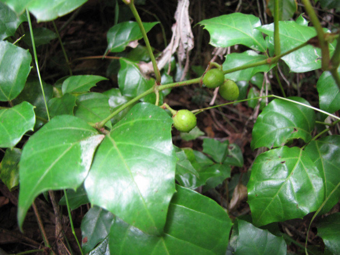 포도 아이비 - Grape ivy, oak leaf ivy, Cissus rhombifolia