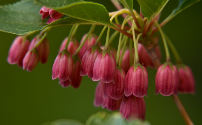등대꽃 - Enkianthus campanulatus 