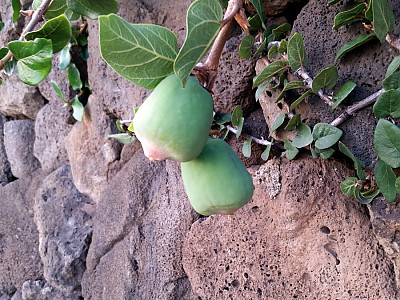 푸밀라고무나무 사진 - Ficus pumila Photos