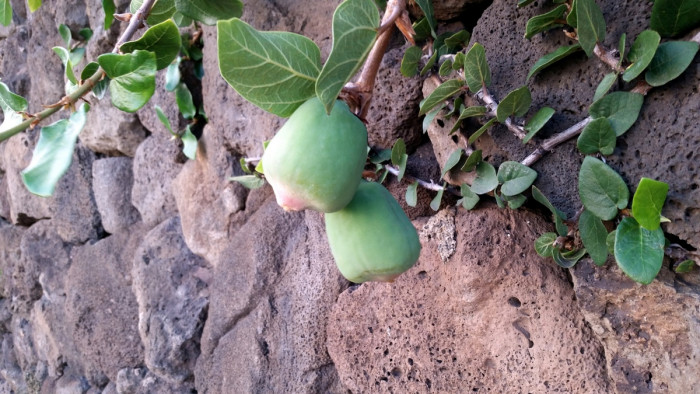 푸밀라고무나무 - creeping fig, climbing fig, Ficus pumila