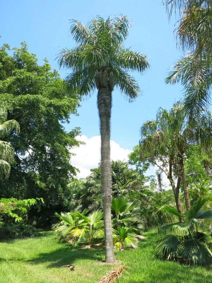 쿠바벨리 야자 - Cuban Belly Palm, Corojo palm, Gastrococos crispa, Acrocomia crispa