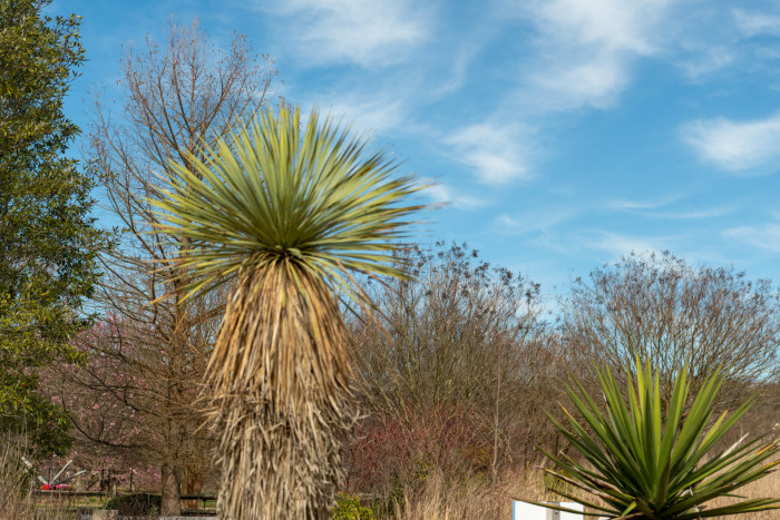 유카 로스트라타 - Beaked yucca, Yucca rostrata