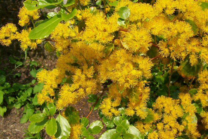 아자라 세라타 - Saw-toothed Azara, Azara serrata