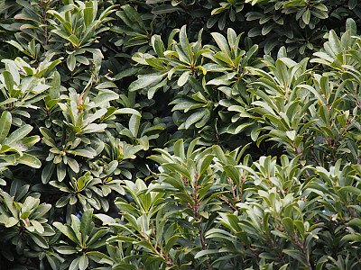 소귀나무 사진 - Myrica rubra (Lour.) Siebold & Zucc. Photos