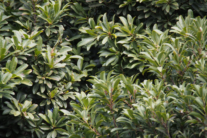 소귀나무 - Chinese bayberry, Japanese bayberry, red bayberry, yumberry, waxberry, Chinese strawberry, Myrica rubra (Lour.) Siebold & Zucc.
