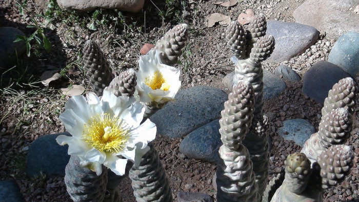 송립선 - Tephrocactus articulatus