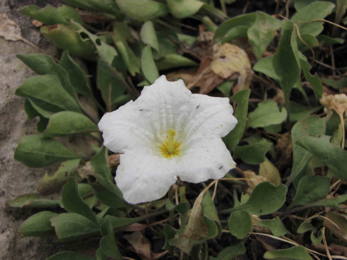 은배초 - Whitecup, Water neirembergia, Nierembergia rivularis