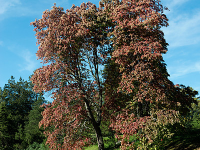 옥시덴드론 사진 - Oxydendrum arboreum Photos