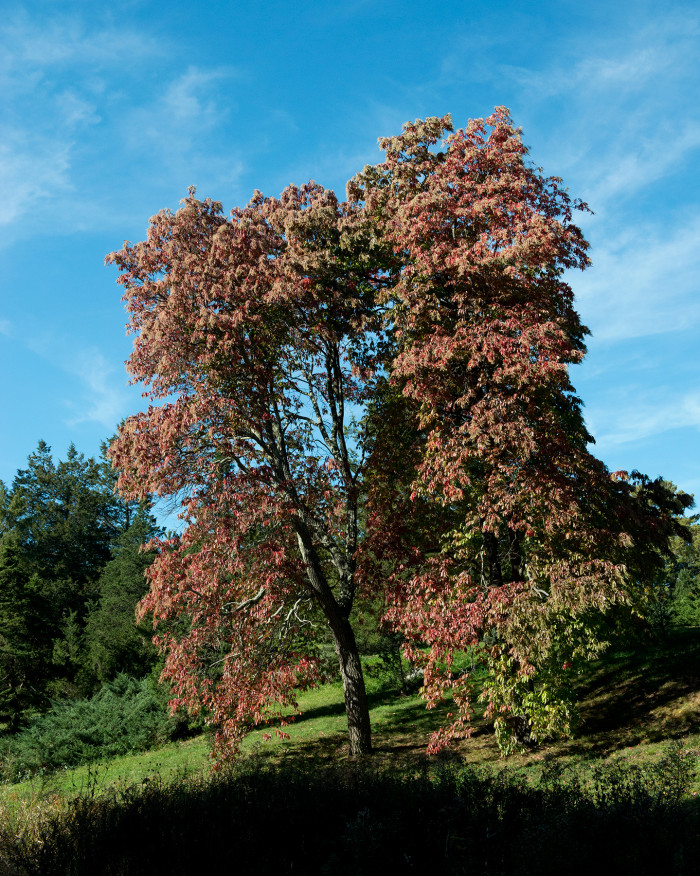 옥시덴드론 - Sourwood, Sorrel tree, Oxydendrum arboreum