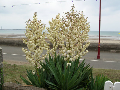 유카 사진 - Yucca gloriosa L. Photos