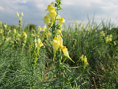 좁은잎해란초 사진 - Linaria vulgaris Hill Photos
