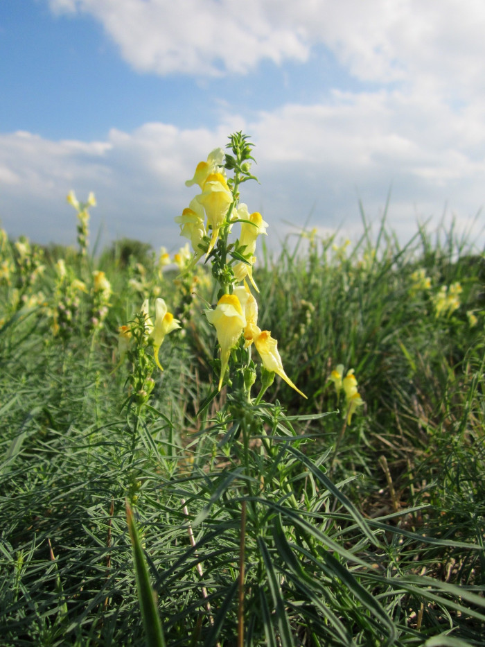 좁은잎해란초 - Linaria vulgaris Hill