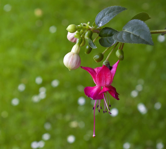 후쿠시아 - Common garden fuchsia, Fuchsia spp.