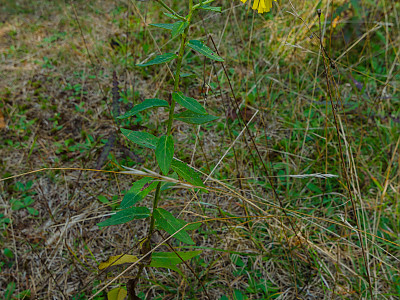 조밥나물 사진 - Hieracium umbellatum L. Photos