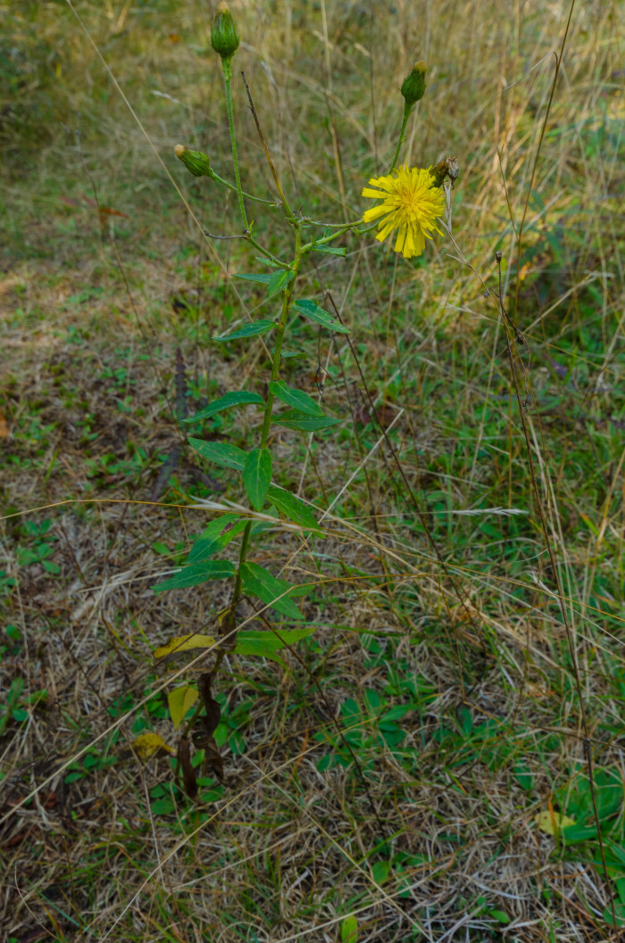 조밥나물 - Canada Hawkweed, Hieracium umbellatum L.