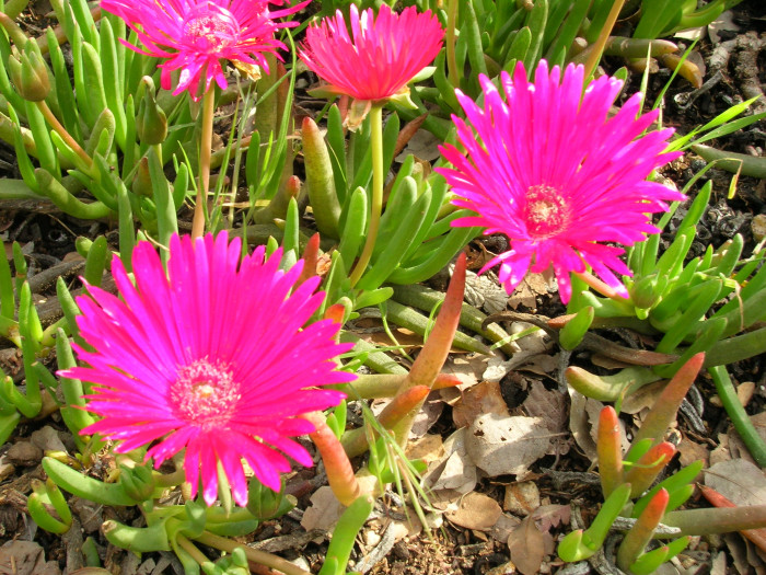 요술꽃 - Cephalophyllum subulatoides