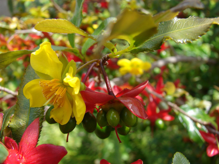 미키마우스트리 - Mickey Mouse bush, Small-leaved plane, Carnival bush, Ochna serrulata
