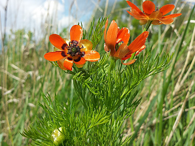 붉은복수초 사진 - Adonis aestivalis Photos