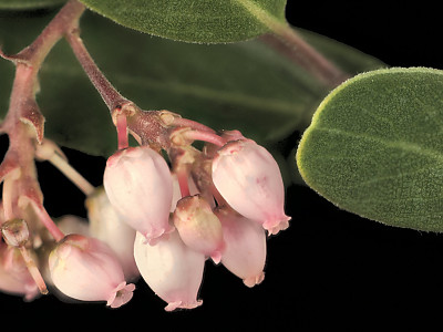 베어베리 사진 - Arctostaphylos uva-ursi Photos