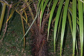 수염 야자 - Acanthophoenix rubra