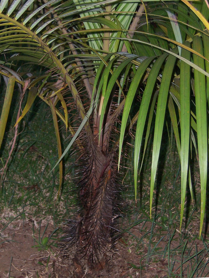수염 야자 - barbel palm, Acanthophoenix rubra