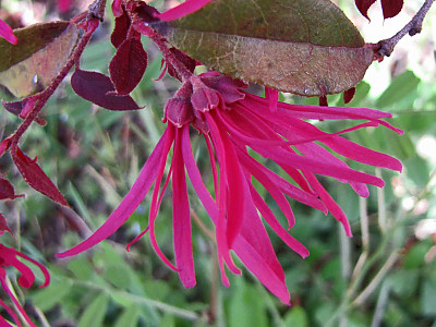 풍년화 사진 - Hamamelis japonica Siebold & Zucc. Photos
