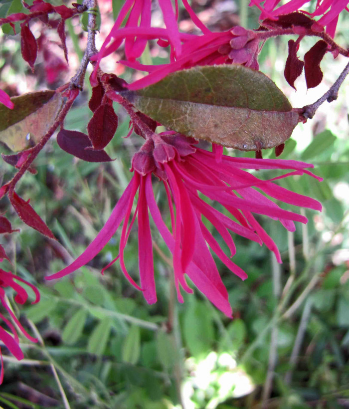 풍년화 - Hamamelis japonica Siebold & Zucc.