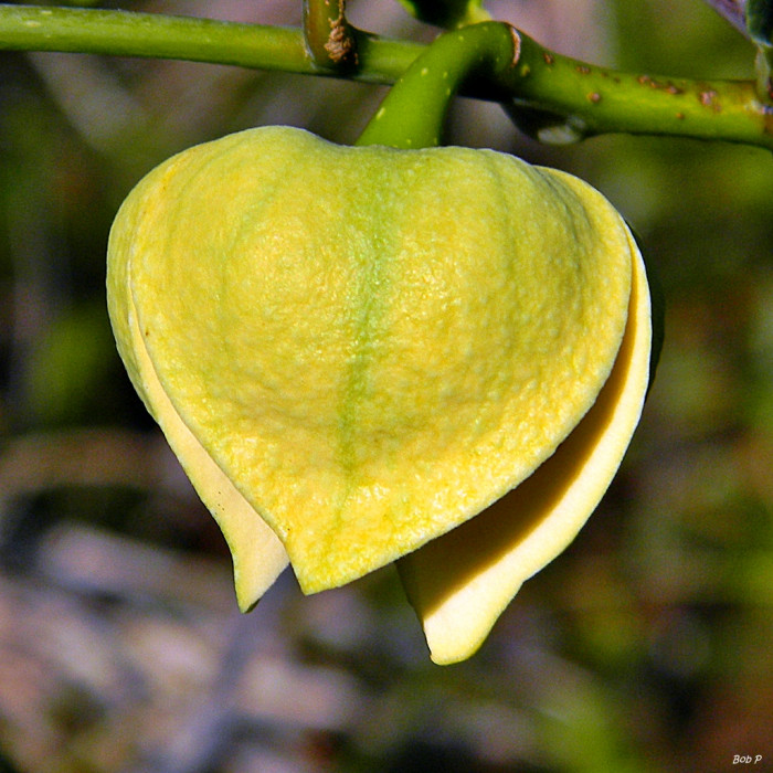 악어사과 - Pond apple, Alligator apple, Swamp apple, Corkwood, Bobwood, Annona glabra L.