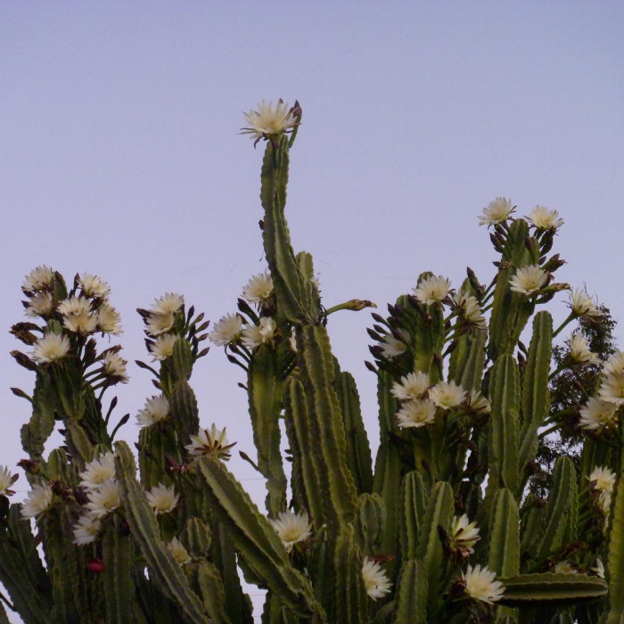 귀면각 - Peruvian apple, Apple cactus, Cereus peruvianus Mill.