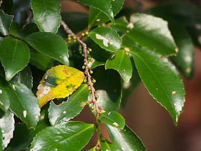 사스레피나무 사진 - Eurya japonica Thunb. Photos