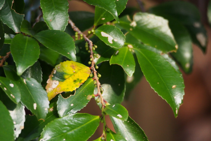 사스레피나무 - Eurya japonica Thunb.