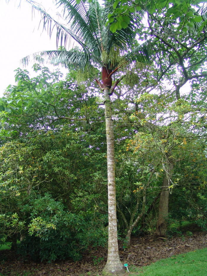 테티베어 야자 - Teddy Bear Palm, Red-stemmed triangular palm, Redneck palm, Dypsis leptocheilos