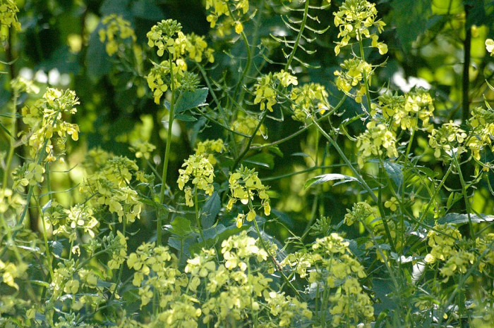들갓 - Sinapis arvensis L. var. arvensis