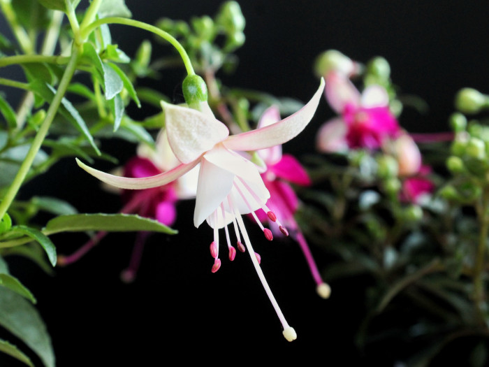 후쿠시아 - Common garden fuchsia, Fuchsia spp.