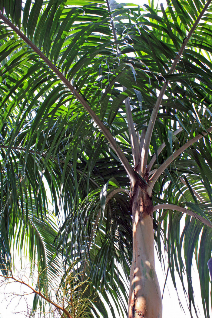 카펜타리야자 - Carpentaria palm, Carpentaria acuminata